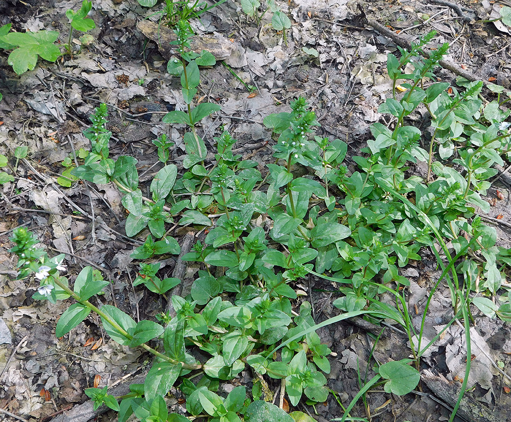 Изображение особи Veronica serpyllifolia.