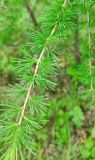 Larix sibirica