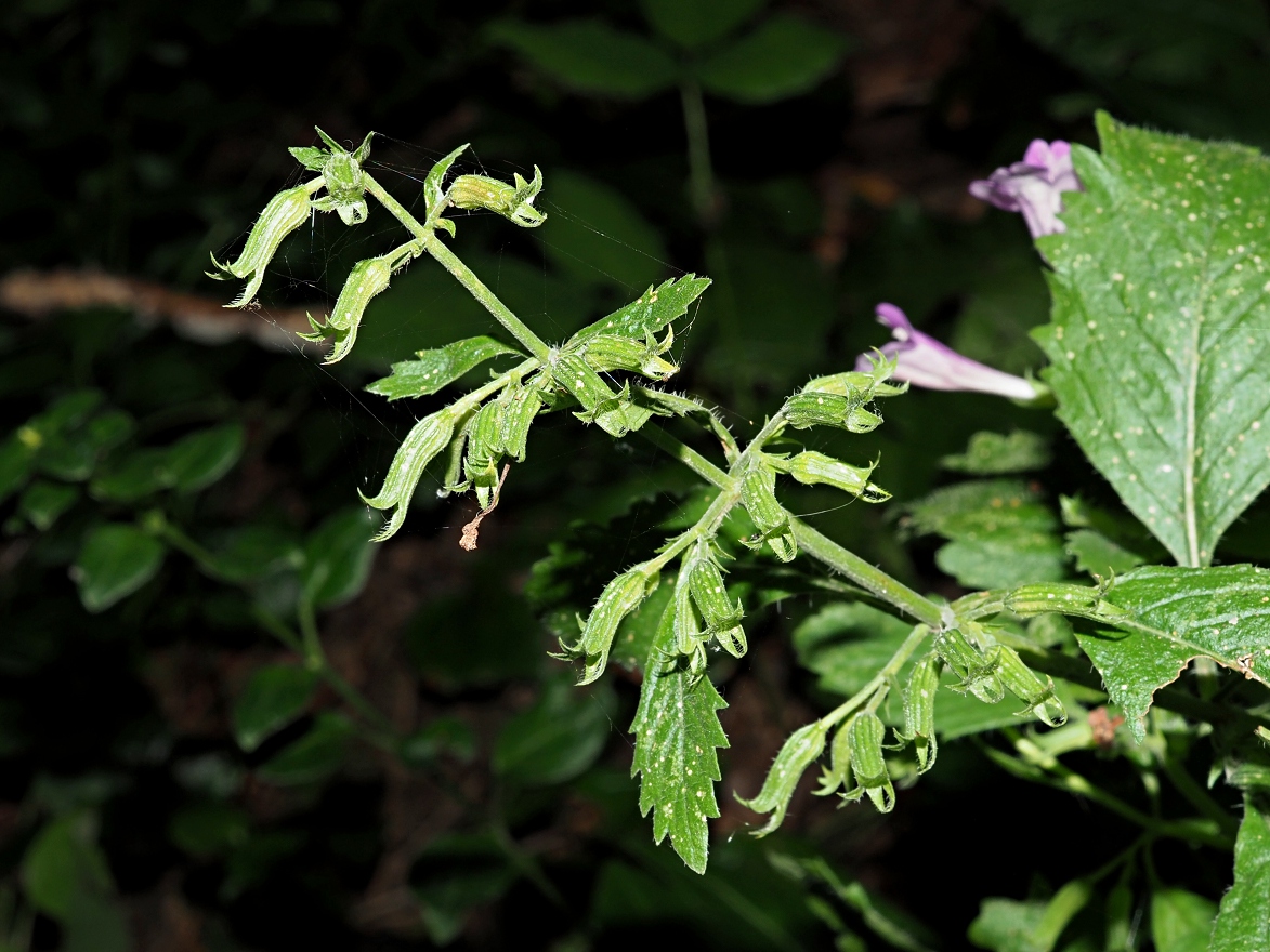Image of Drymosiphon grandiflorus specimen.