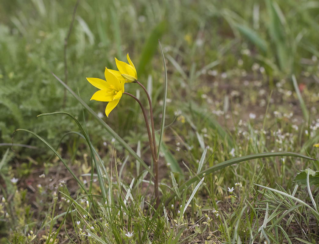 Изображение особи Tulipa scythica.