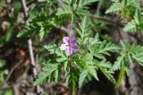 Geranium robertianum. Верхушка цветущего растения. Республика Адыгея, Майкопский р-н, между переправой через Сюк и штольней №3, широколиственный лес. 2 мая 2018 г.