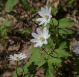 Смотреть изображение Anemone altaica