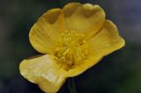 View full-size image Abutilon indicum
