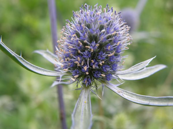 Image of Eryngium planum specimen.