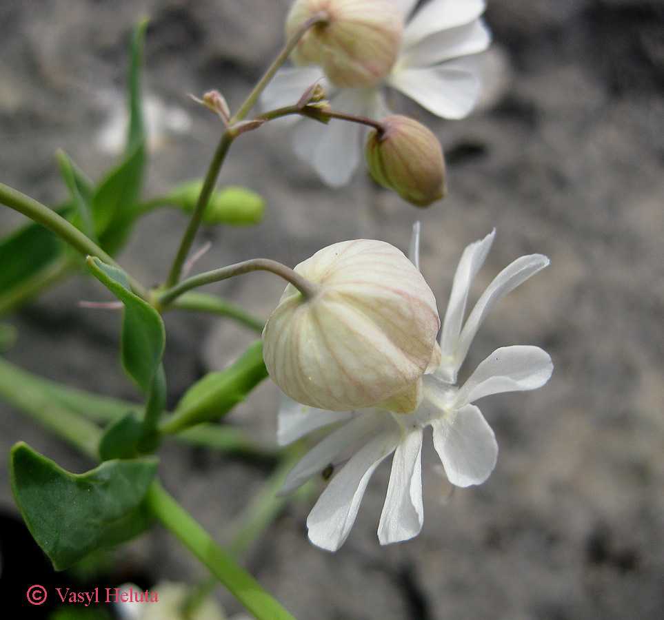 Изображение особи Oberna crispata.