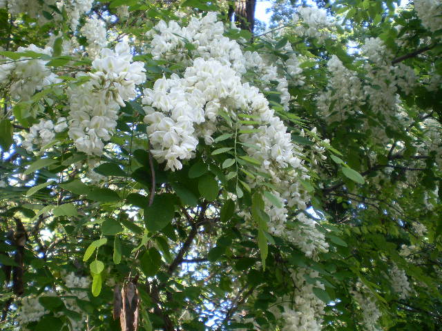 Image of Robinia pseudoacacia specimen.