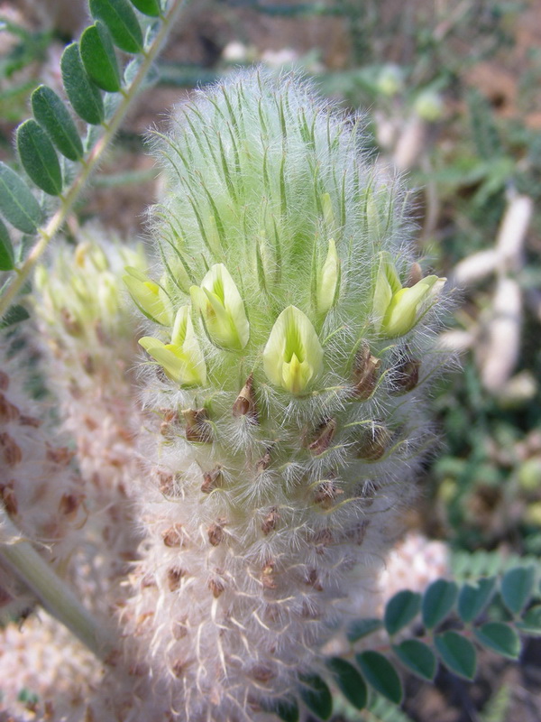 Изображение особи Astragalus alopecias.