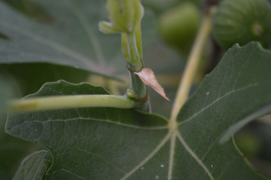 Изображение особи Ficus carica.