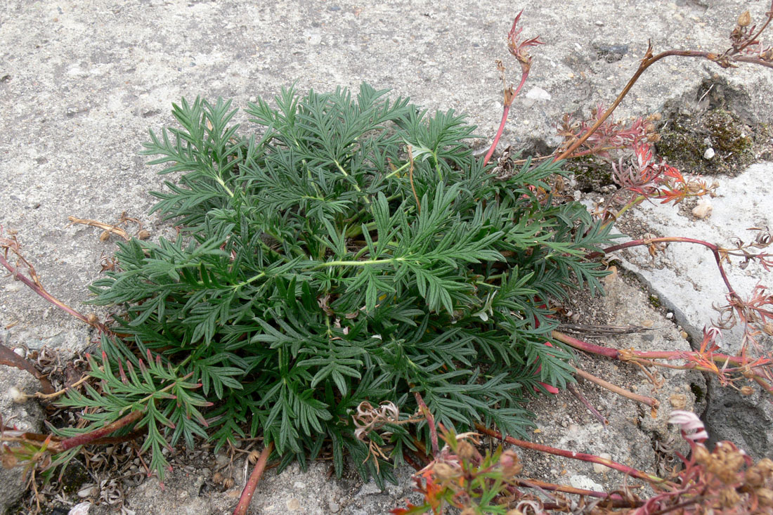 Image of Potentilla tergemina specimen.