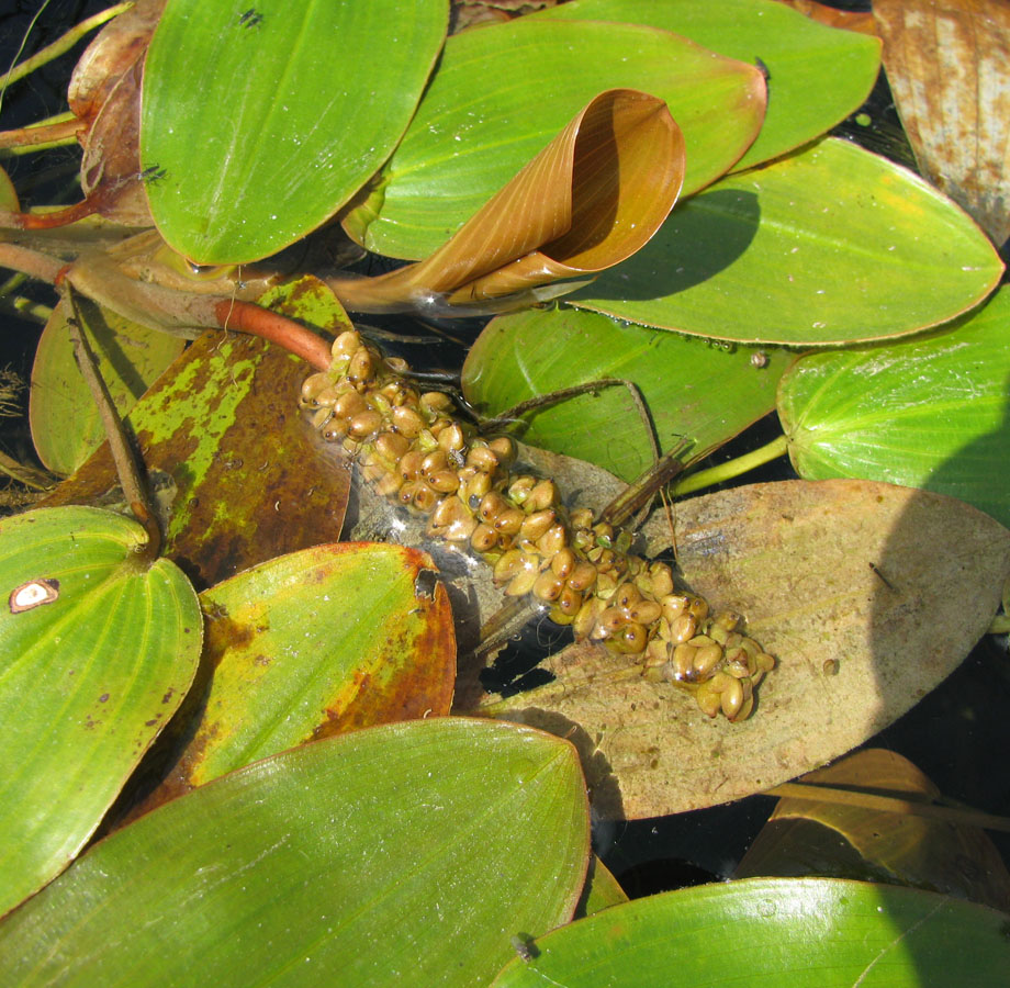 Image of Potamogeton natans specimen.