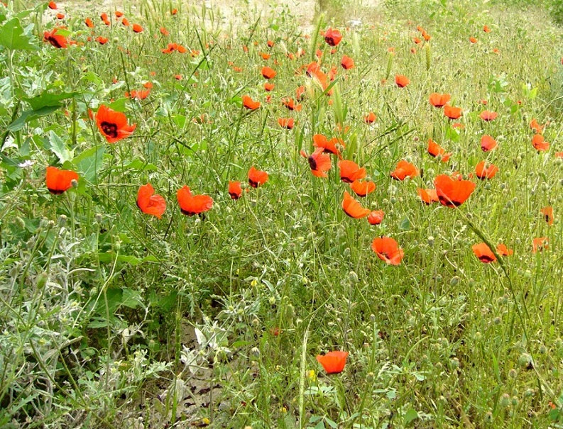 Image of Papaver pavoninum specimen.