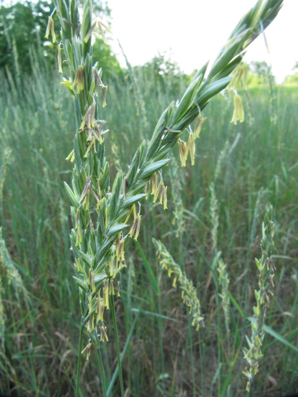 Изображение особи Elytrigia repens.