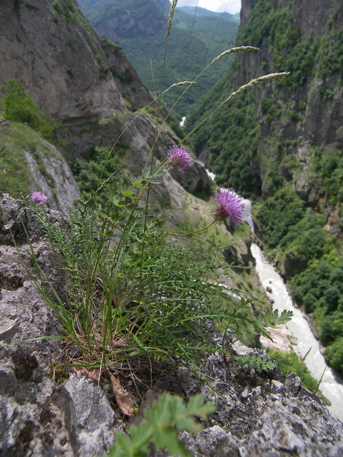 Image of Jurinea coronopifolia specimen.