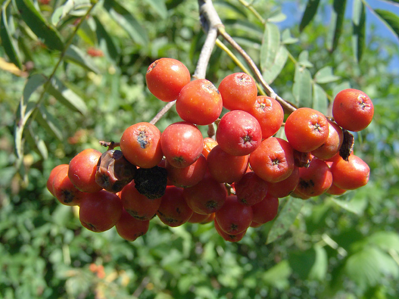 Изображение особи Sorbus aucuparia.