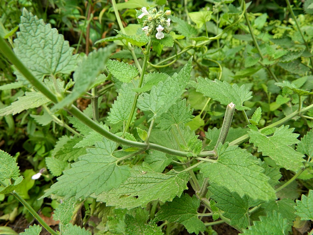 Image of Nepeta cataria specimen.