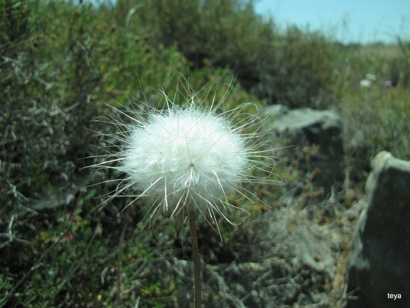 Image of Scorzonera papposa specimen.