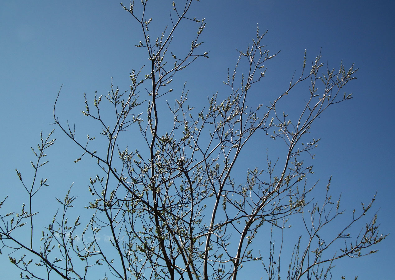 Image of Salix borealis specimen.