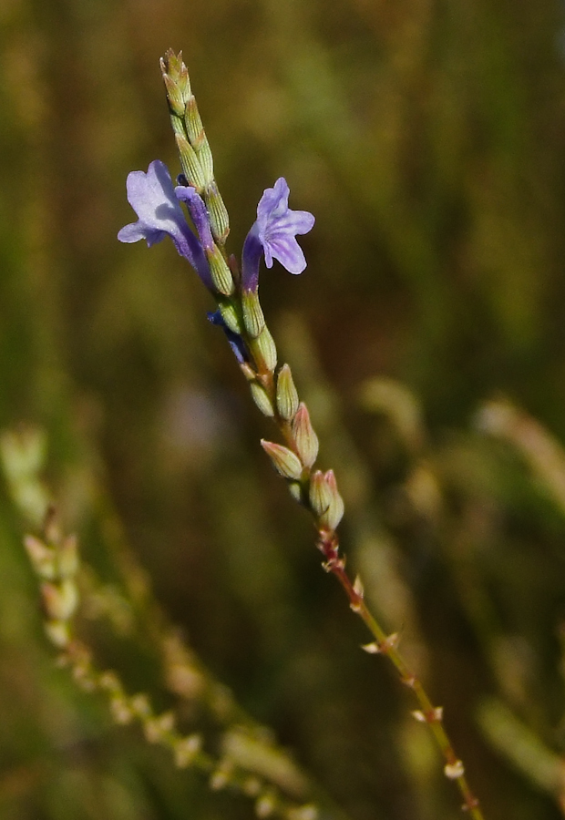 Image of Lavandula coronopifolia specimen.