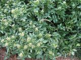 Nasturtium officinale