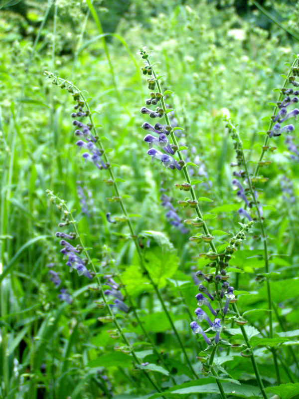 Изображение особи Scutellaria altissima.