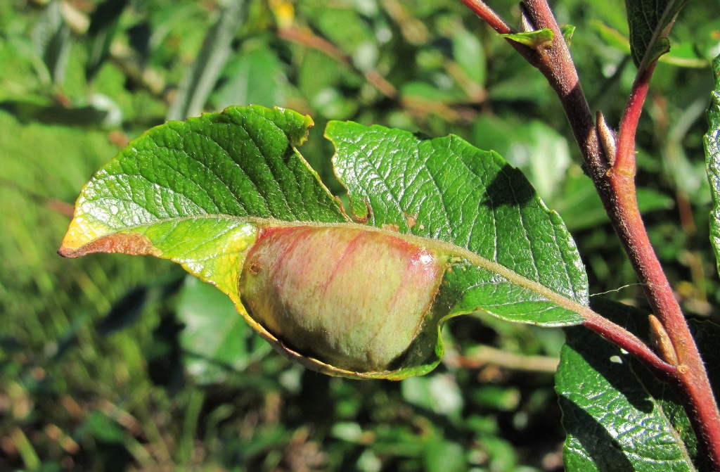 Image of Salix &times; tetrapla specimen.