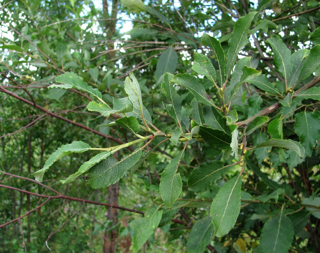 Image of Salix caprea specimen.