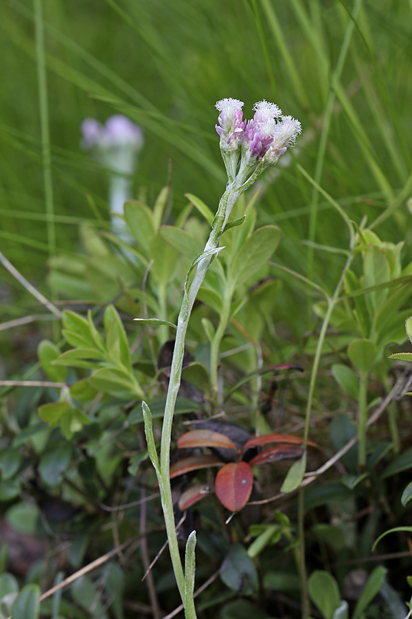 Изображение особи Antennaria dioica.