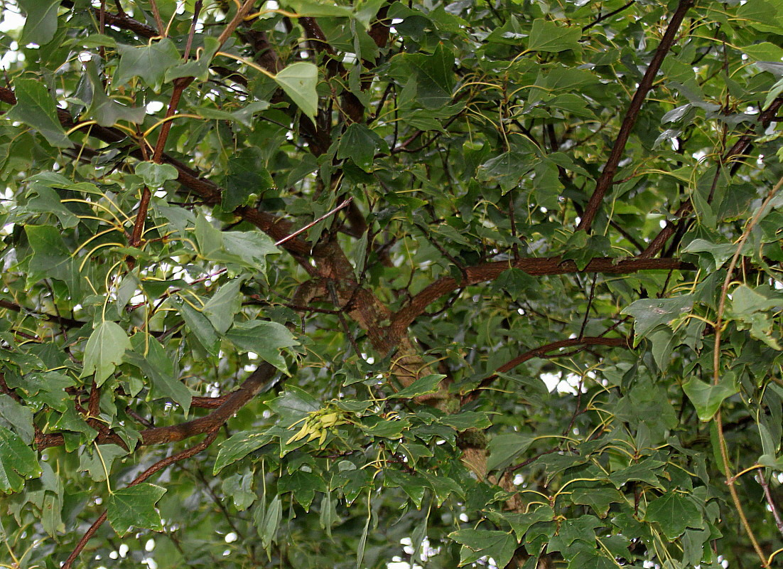 Image of Acer buergerianum specimen.