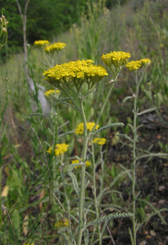 Изображение особи Achillea micrantha.