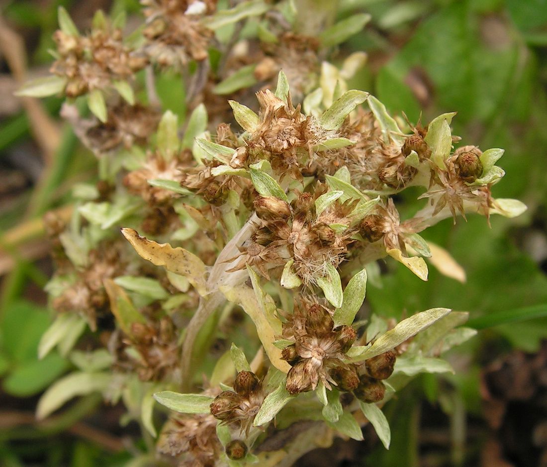 Image of Gnaphalium uliginosum specimen.