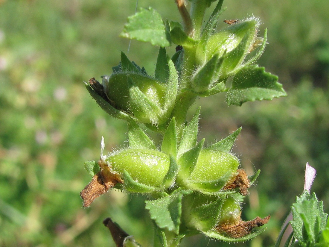 Image of Ononis arvensis specimen.