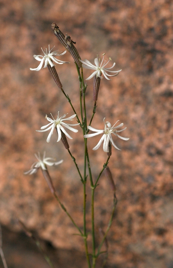 Image of Silene alexandrae specimen.