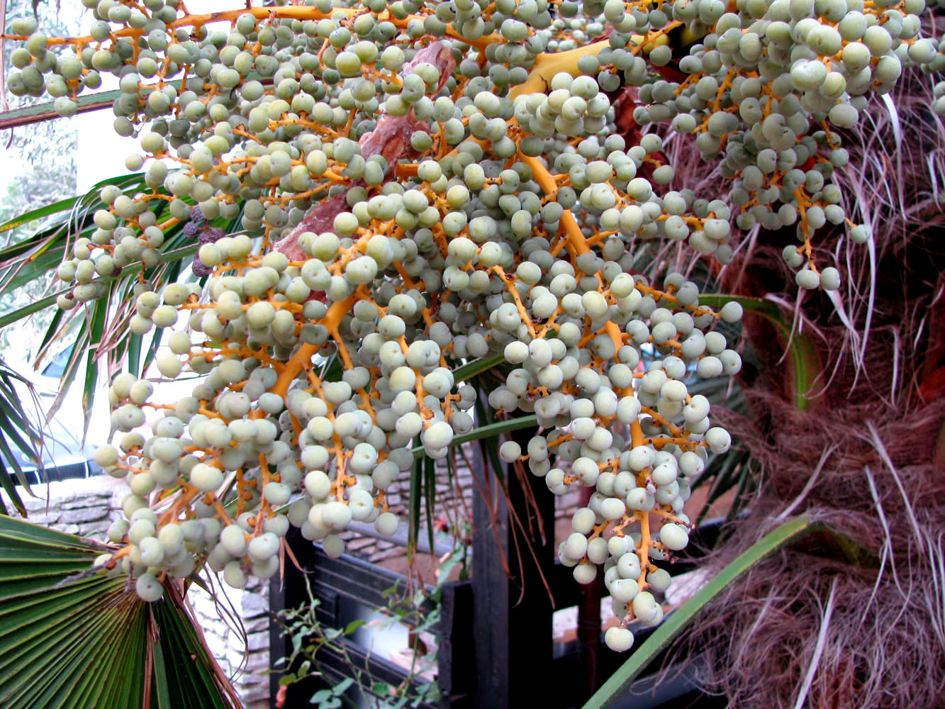 Image of Trachycarpus fortunei specimen.