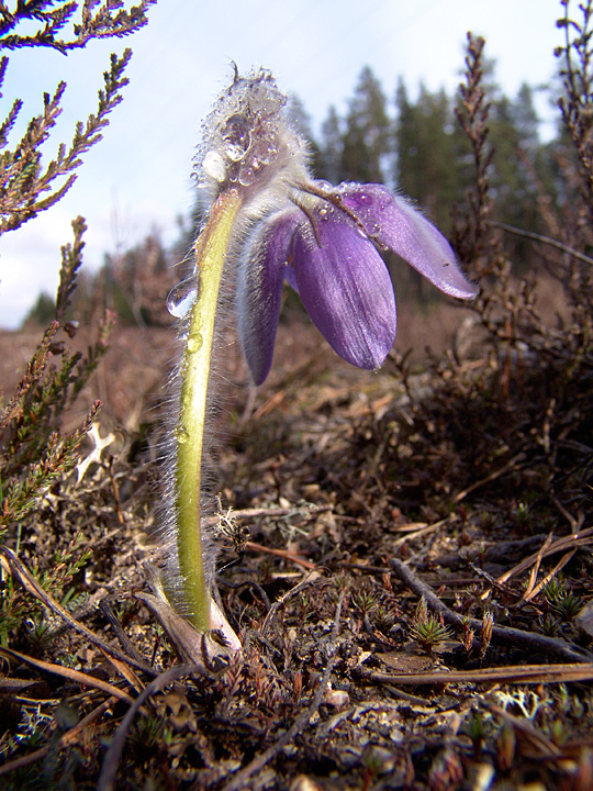 Изображение особи Pulsatilla patens.