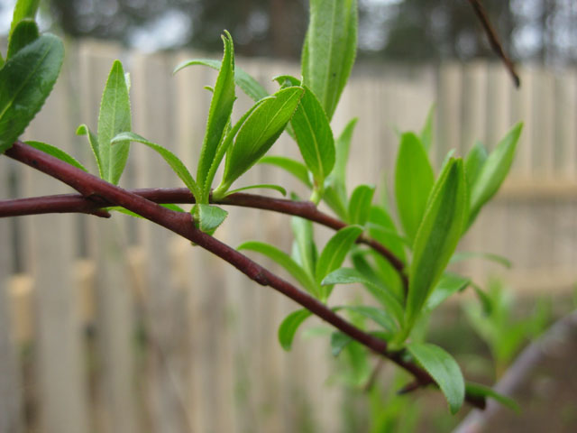 Image of Salix acutifolia specimen.