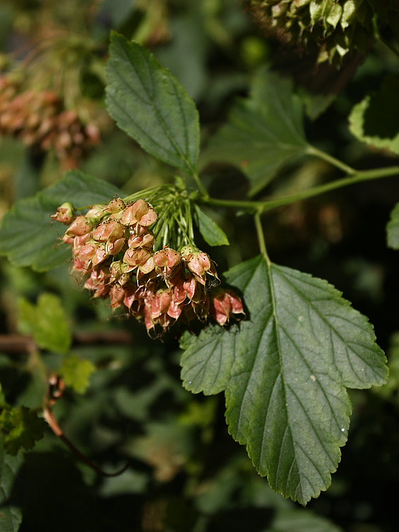 Изображение особи Physocarpus opulifolius.