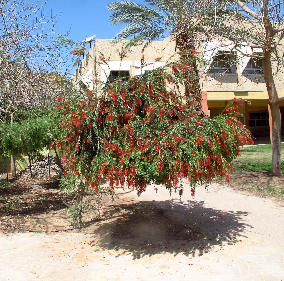 Image of Callistemon phoeniceus specimen.