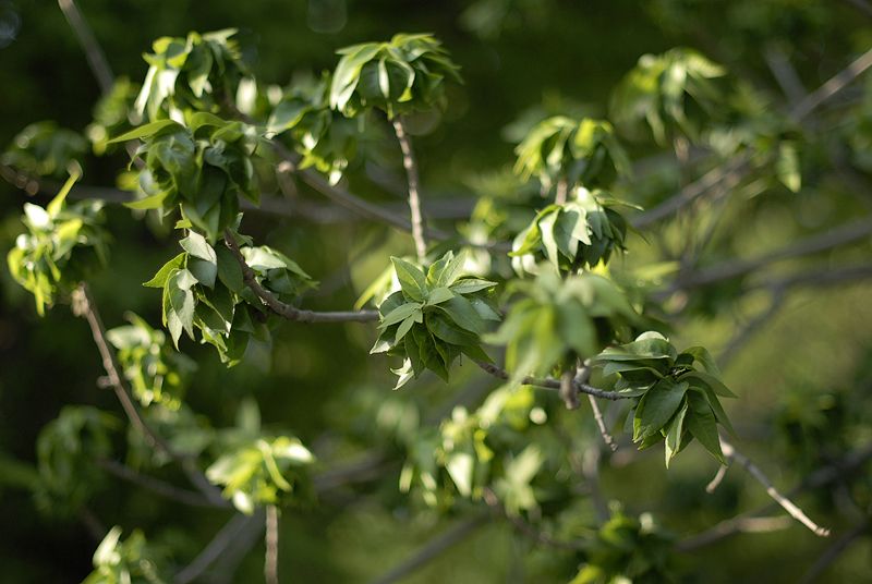 Image of Fraxinus excelsior specimen.