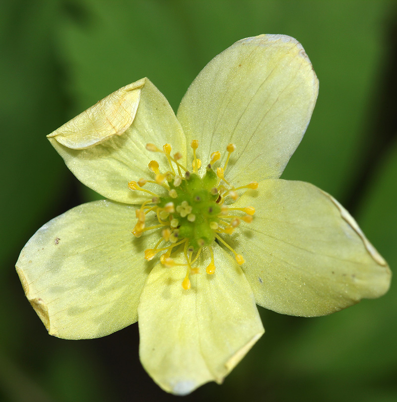 Image of Anemone &times; lipsiensis specimen.