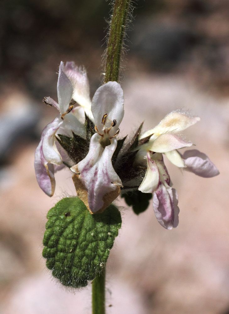 Image of Stachys hissarica specimen.