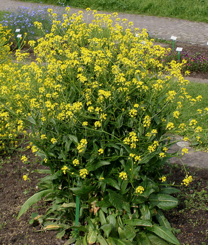 Image of Bunias orientalis specimen.