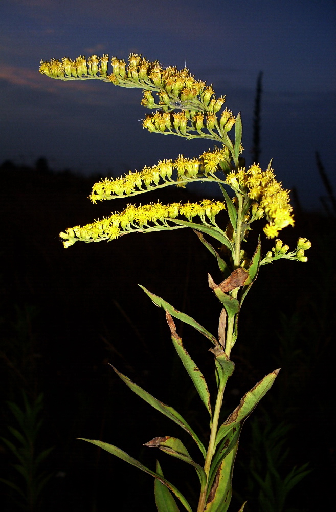 Изображение особи Solidago gigantea.