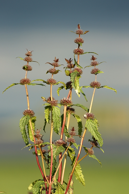 Image of Phlomoides tuberosa specimen.