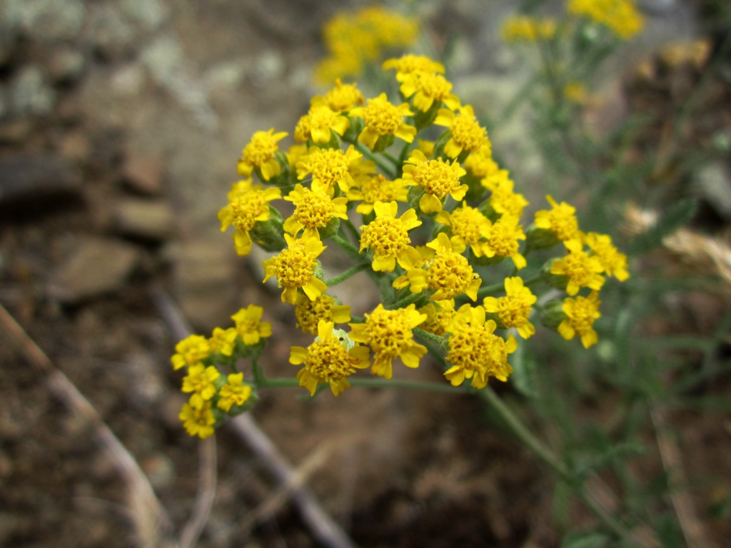 Image of Achillea leptophylla specimen.