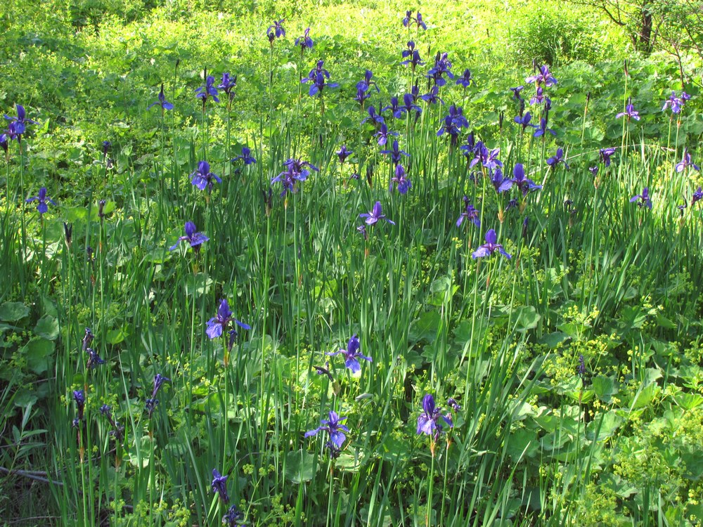 Image of Iris sibirica specimen.