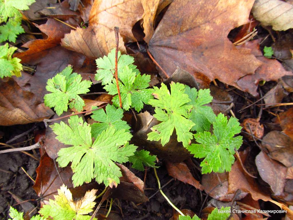 Image of Geranium phaeum specimen.