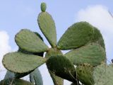 Opuntia ficus-indica. Верхушка веточки с бутоном. Израиль, Шарон, окр. г. Герцлия, живая изгородь вокруг сада. 18.01.2009.