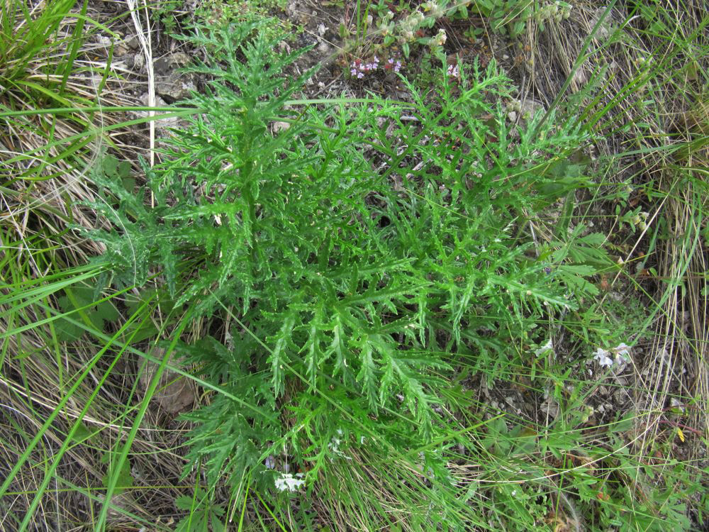 Изображение особи Echinops ruthenicus.