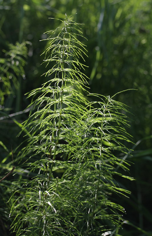 Изображение особи Equisetum pratense.