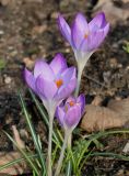 Crocus tommasinianus. Цветущие растения ('Lilac Beauty'). Германия, г. Дюссельдорф, Ботанический сад университета. 02.03.2014.